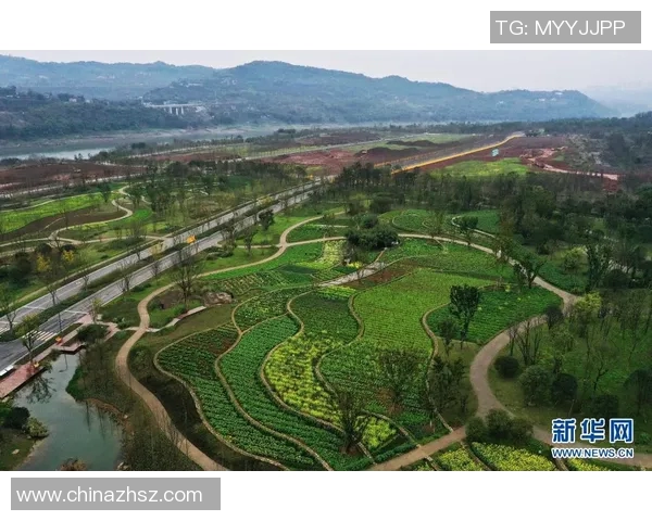 重庆飞盘队的转型之路与未来发展展望探讨